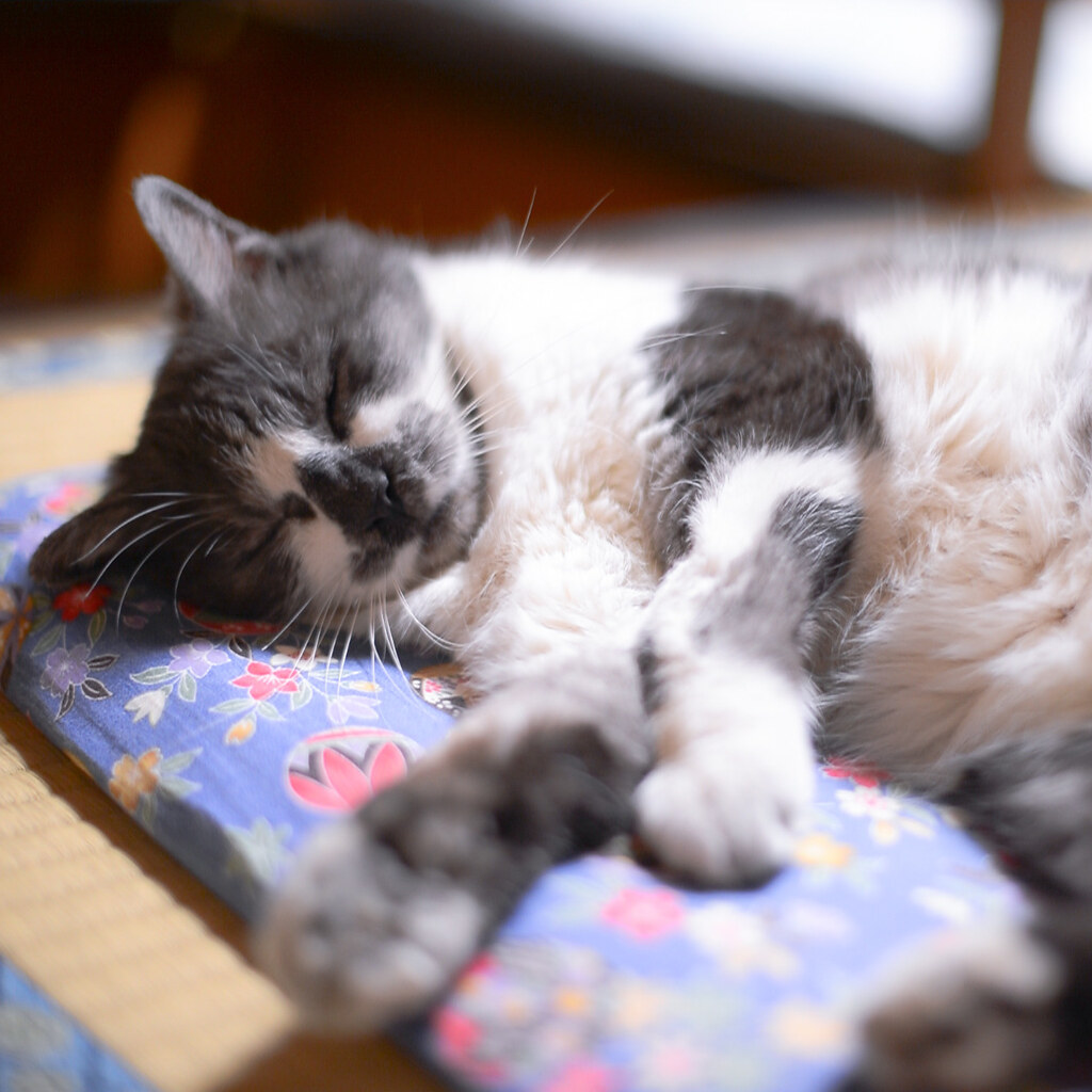 Photo of a contented cat