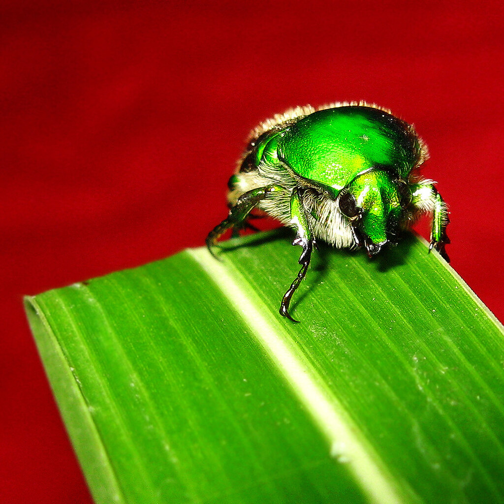Photo of a green bug on a red background