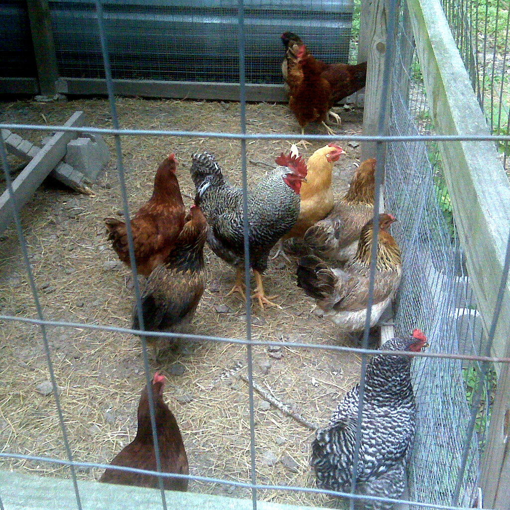 Photo of a chicken coop