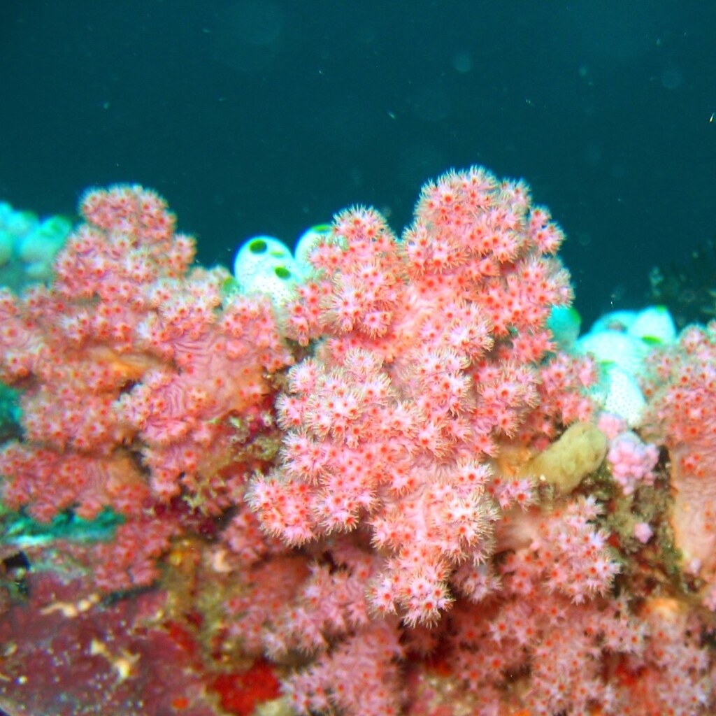 Photo of coral