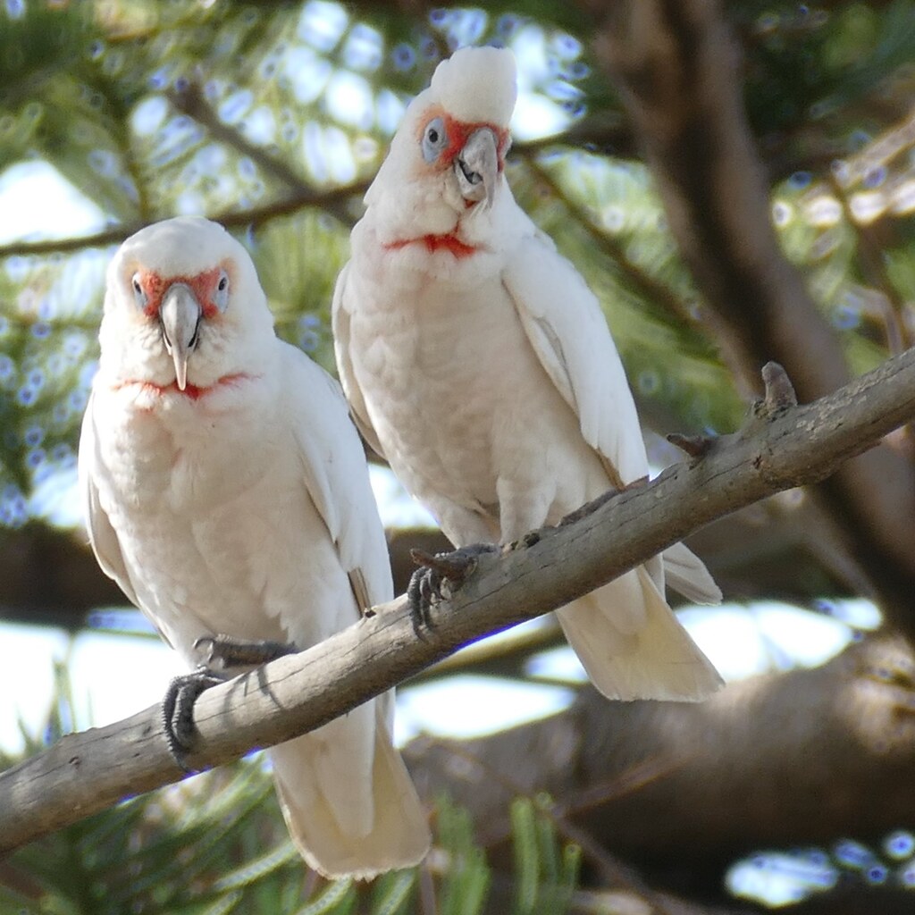 Photo of two corellas