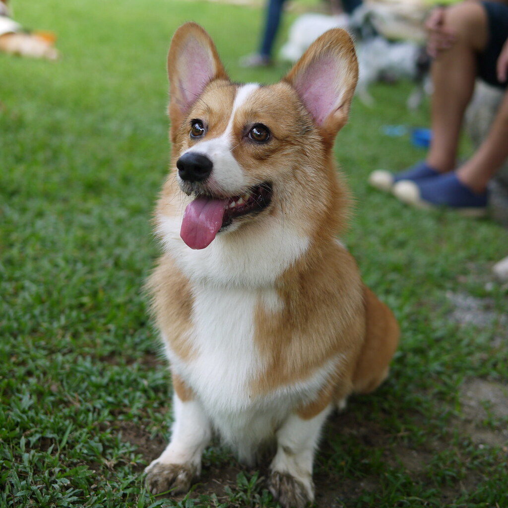 Photo of a Welsh Corgi dog.