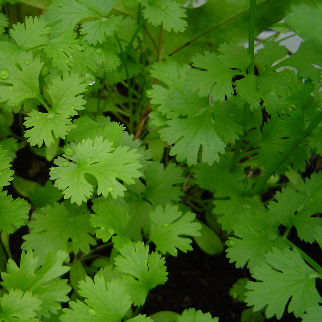 Photo of coriander