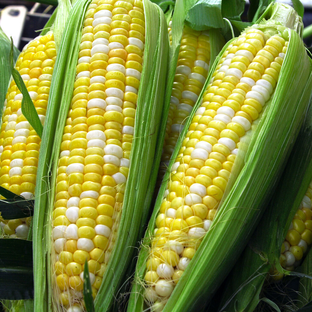 Photo of cobs of corn