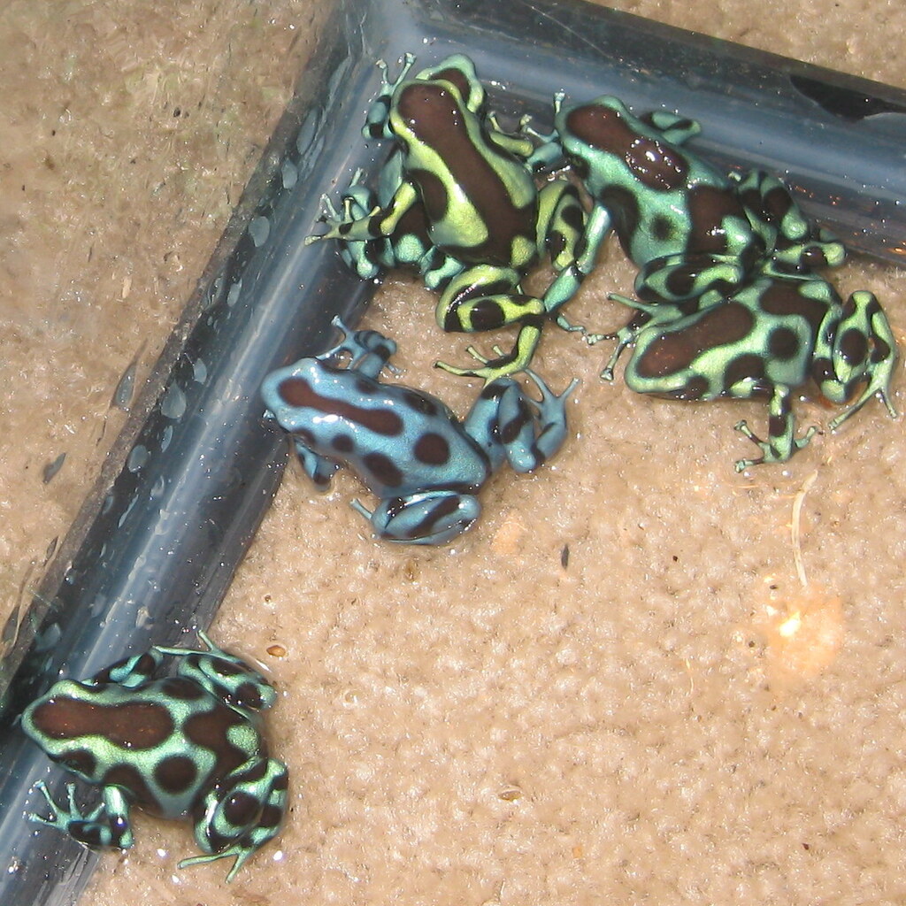 Photo of frogs in a corner