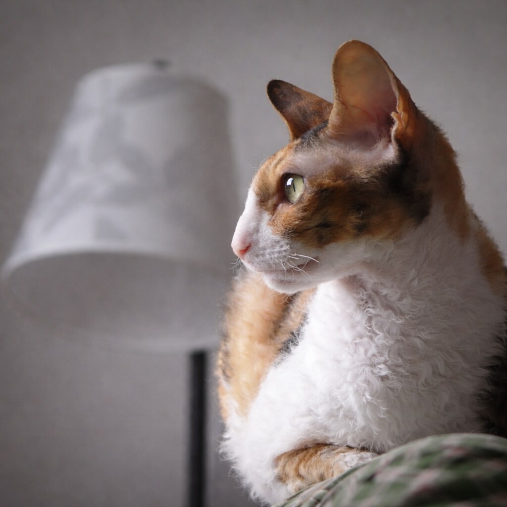 Photo of a cornish rex cat