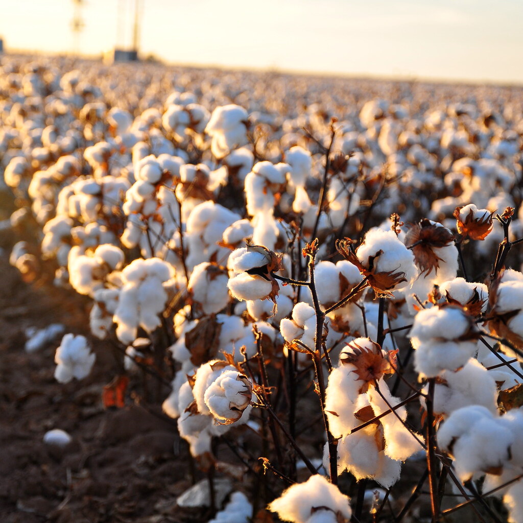 Photo of cotton plants