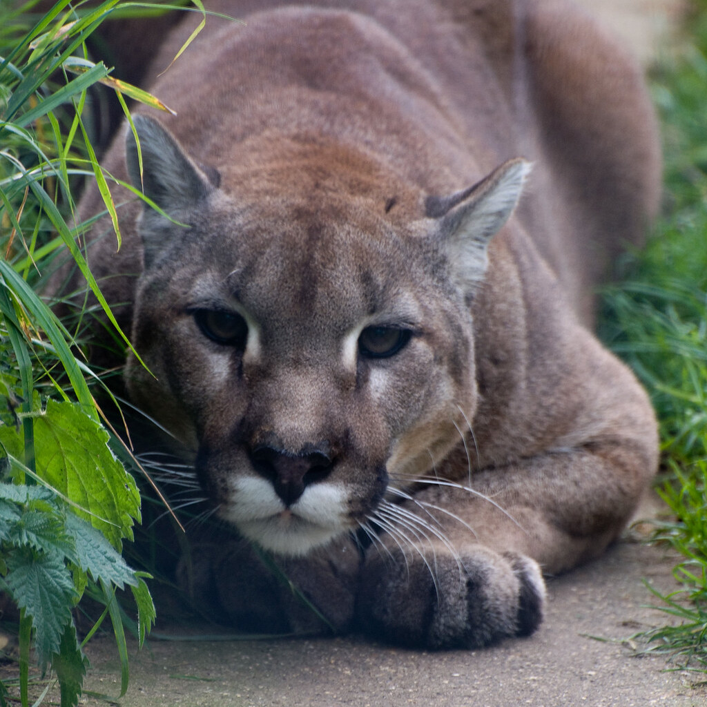 Photo of a cougar