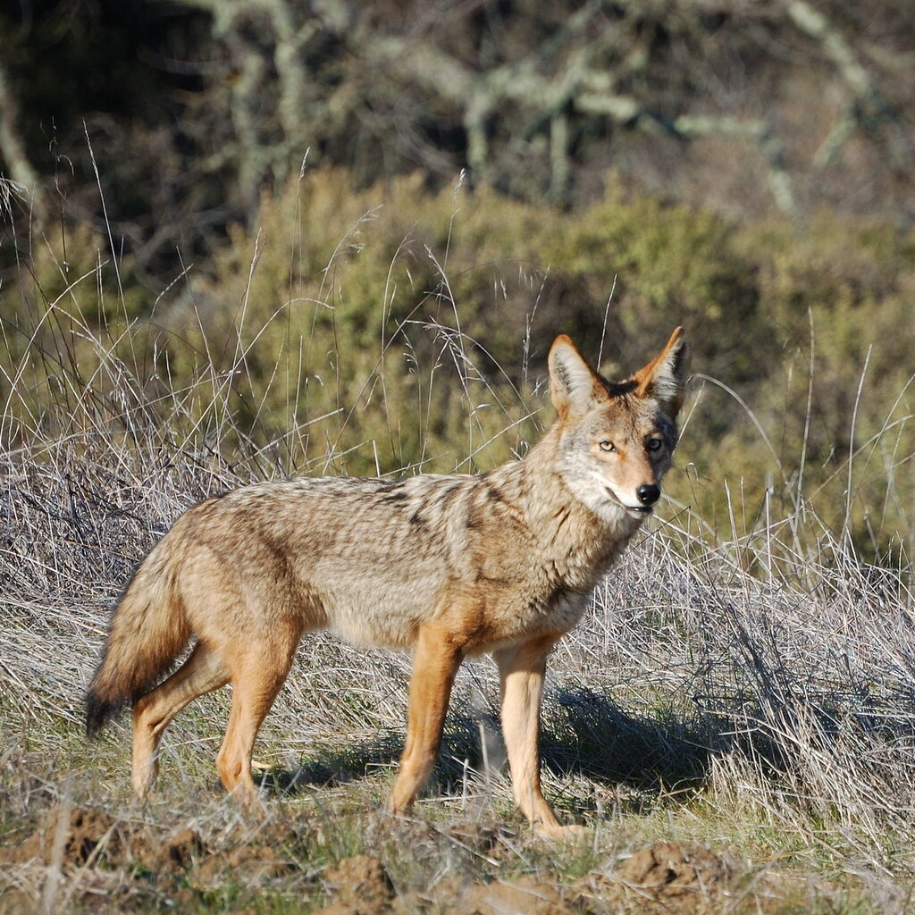 Photo of a coyote