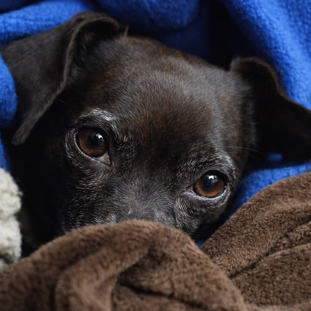 Photo of a cozy dog
