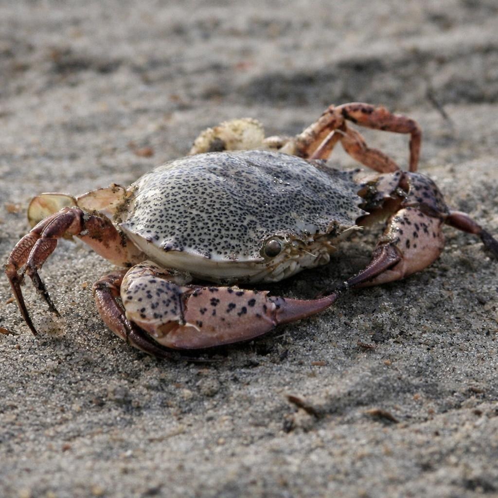 Photo of a crab