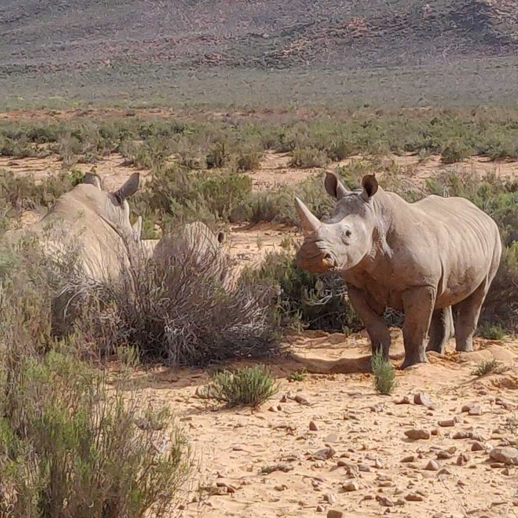Photo of a group of rhinos