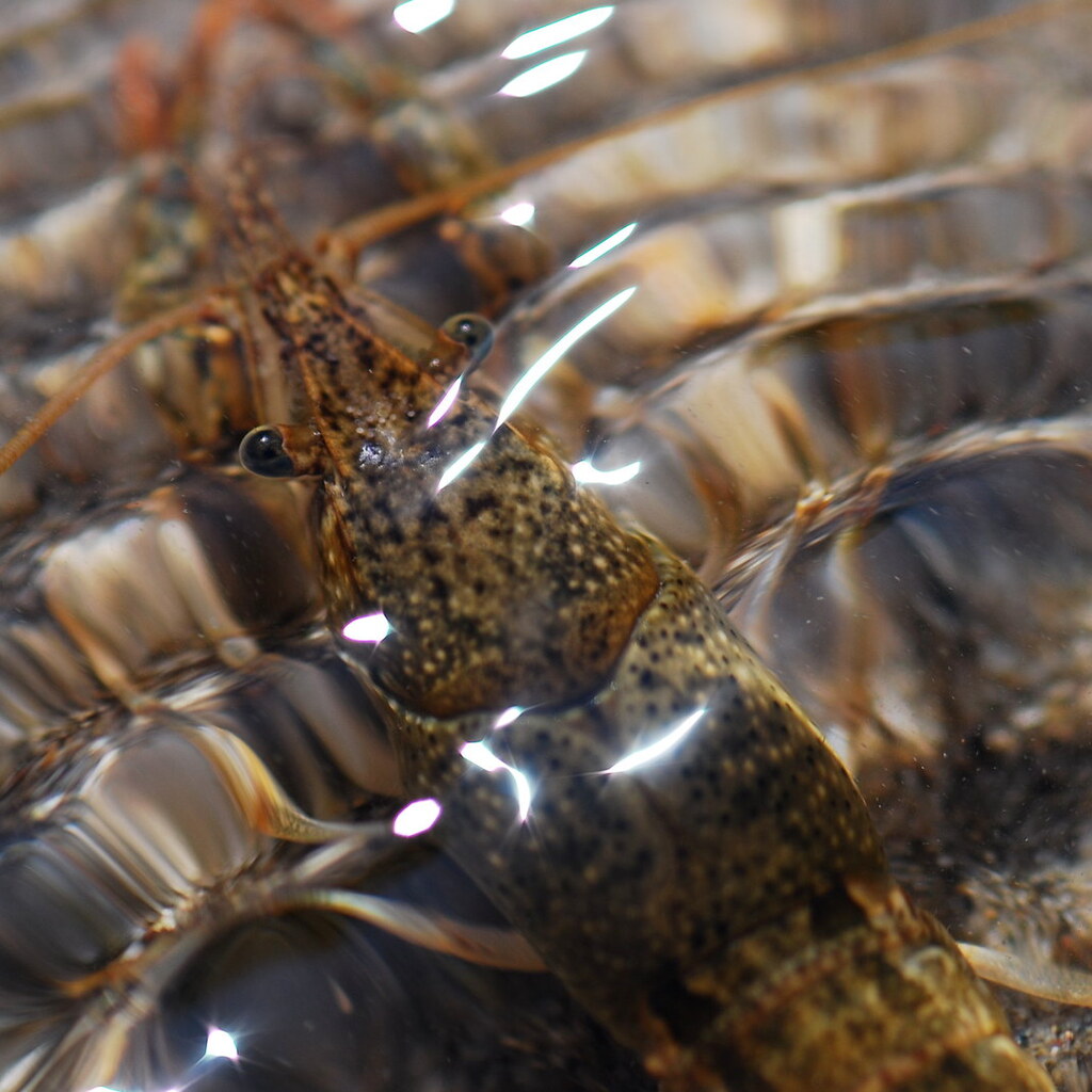 Photo of a crayfish