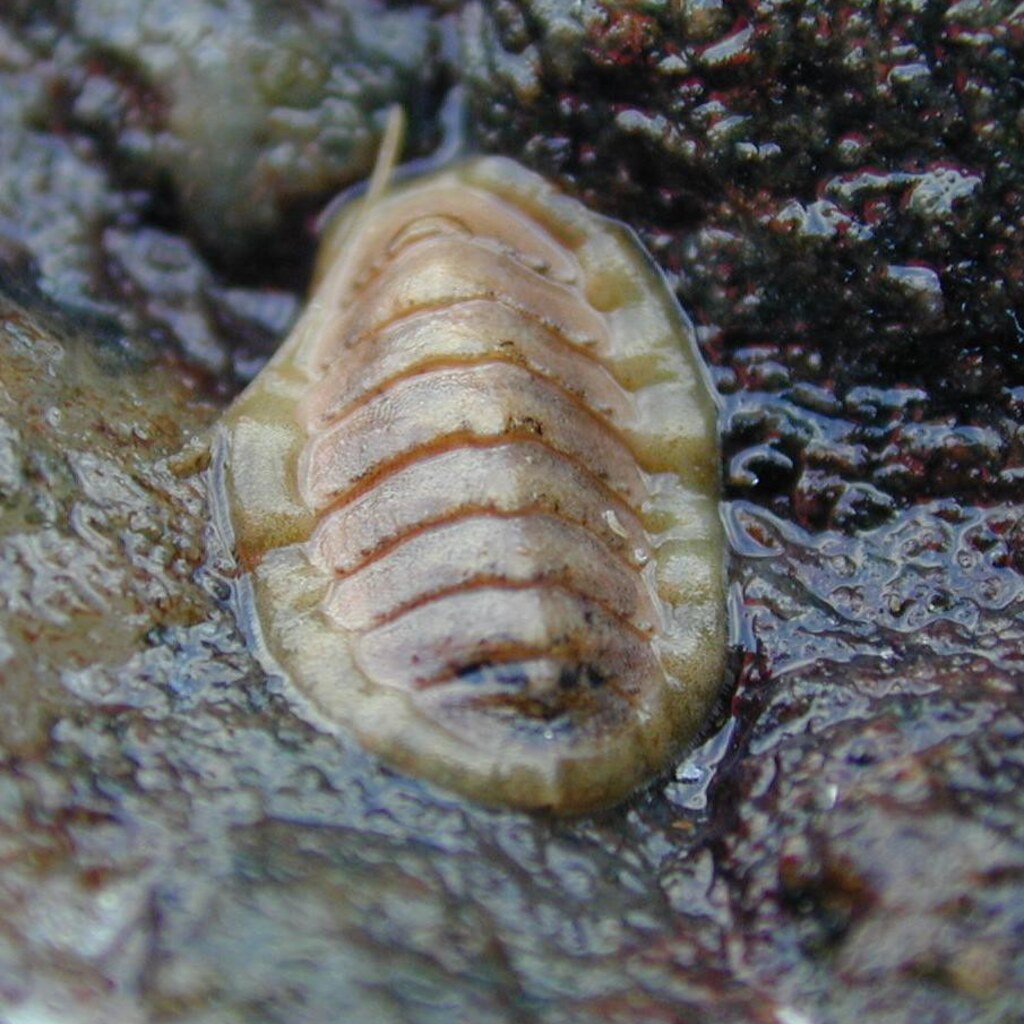 Photo of a strange creature