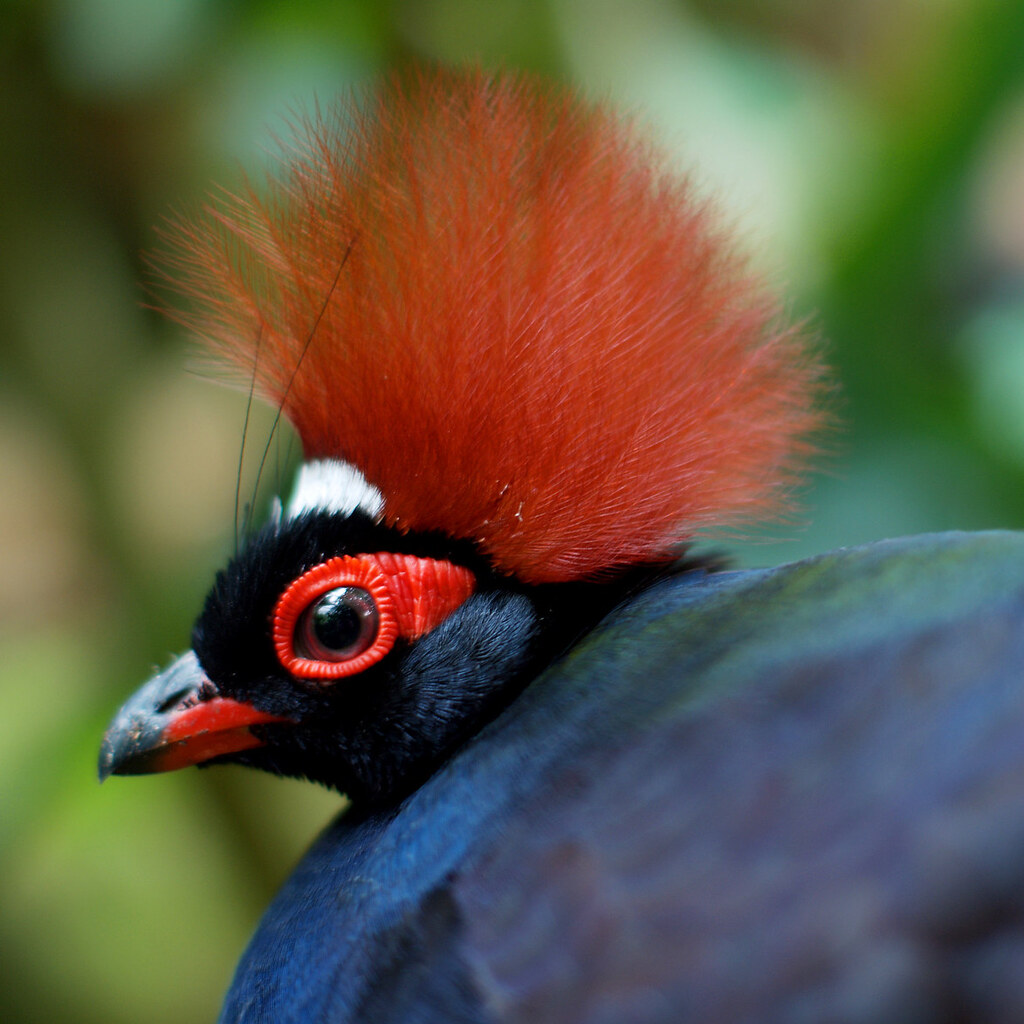 Photo of a crested bird
