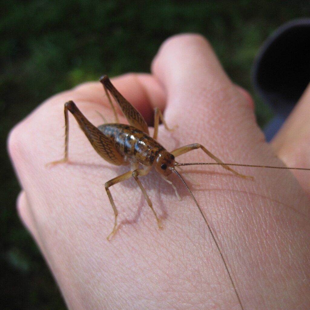 Photo of a cricket