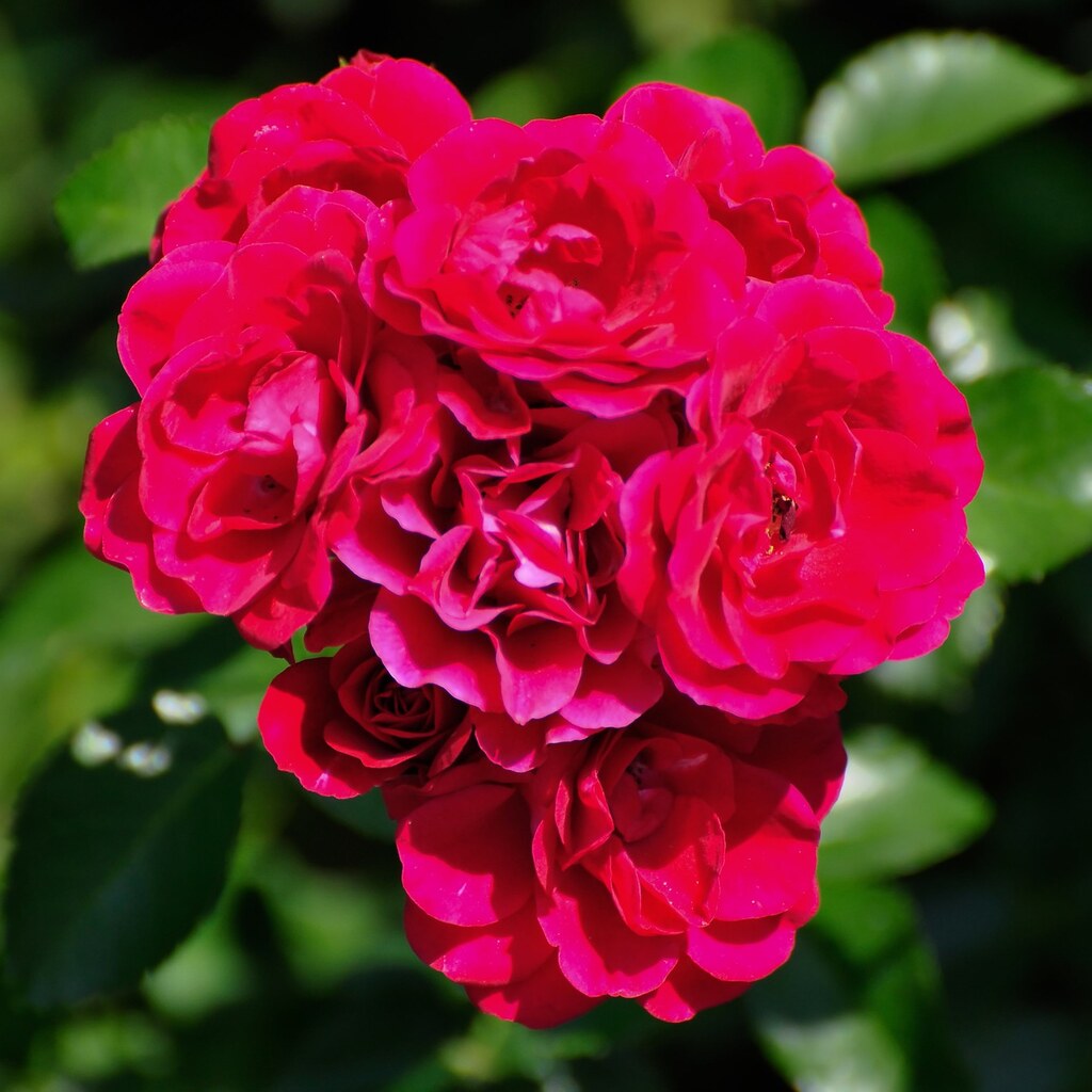 Photo of a crimson flower