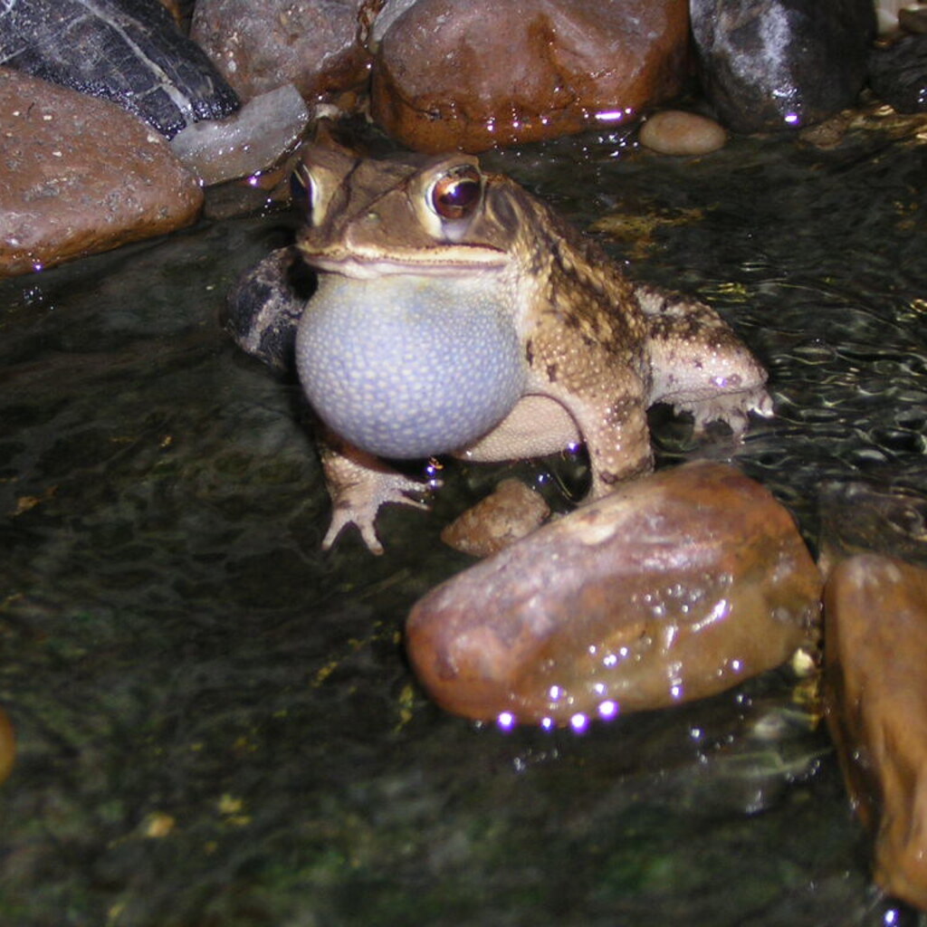 Photo of a frog croaking.