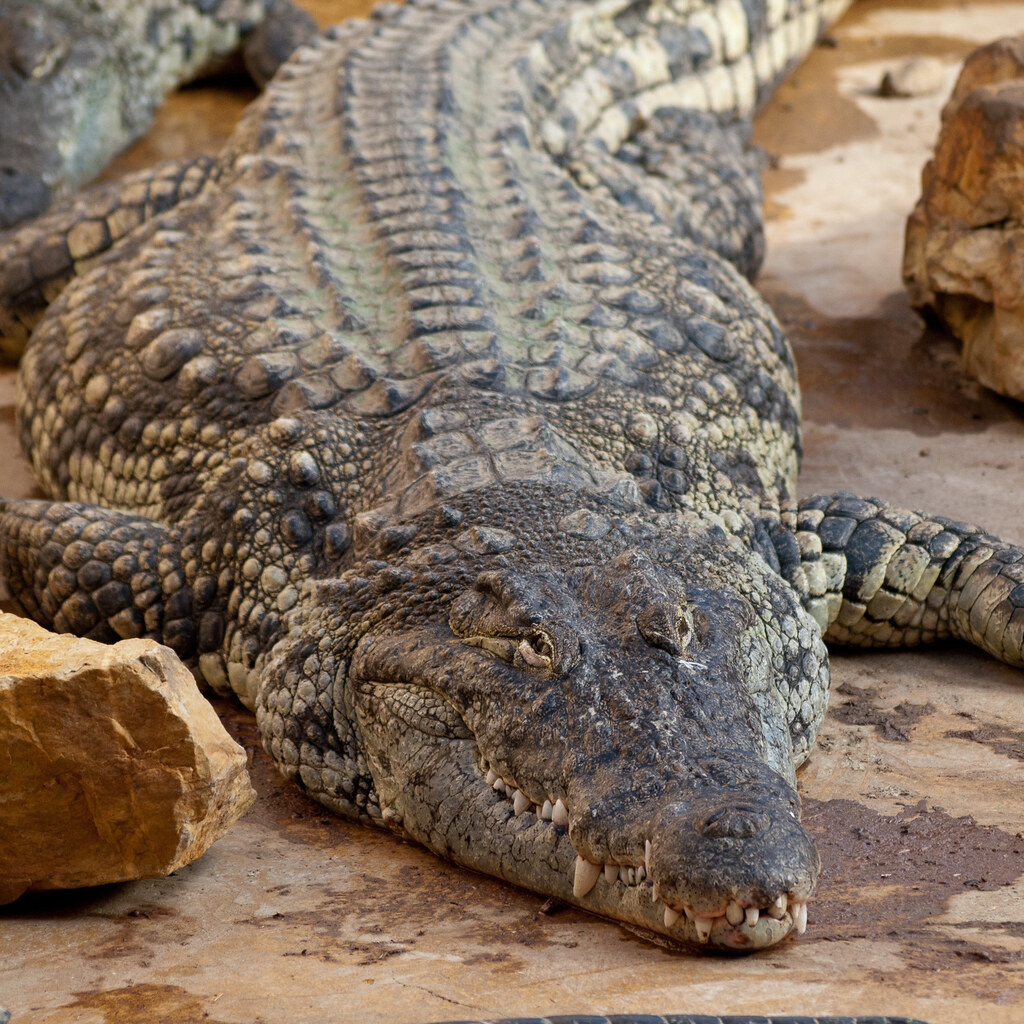 Photo of a crocodile