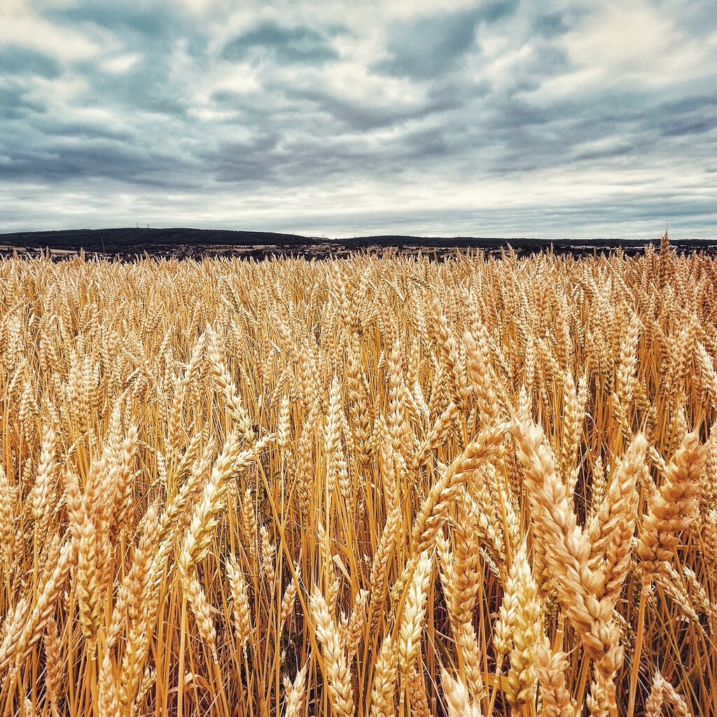 Photo of a field of wheat