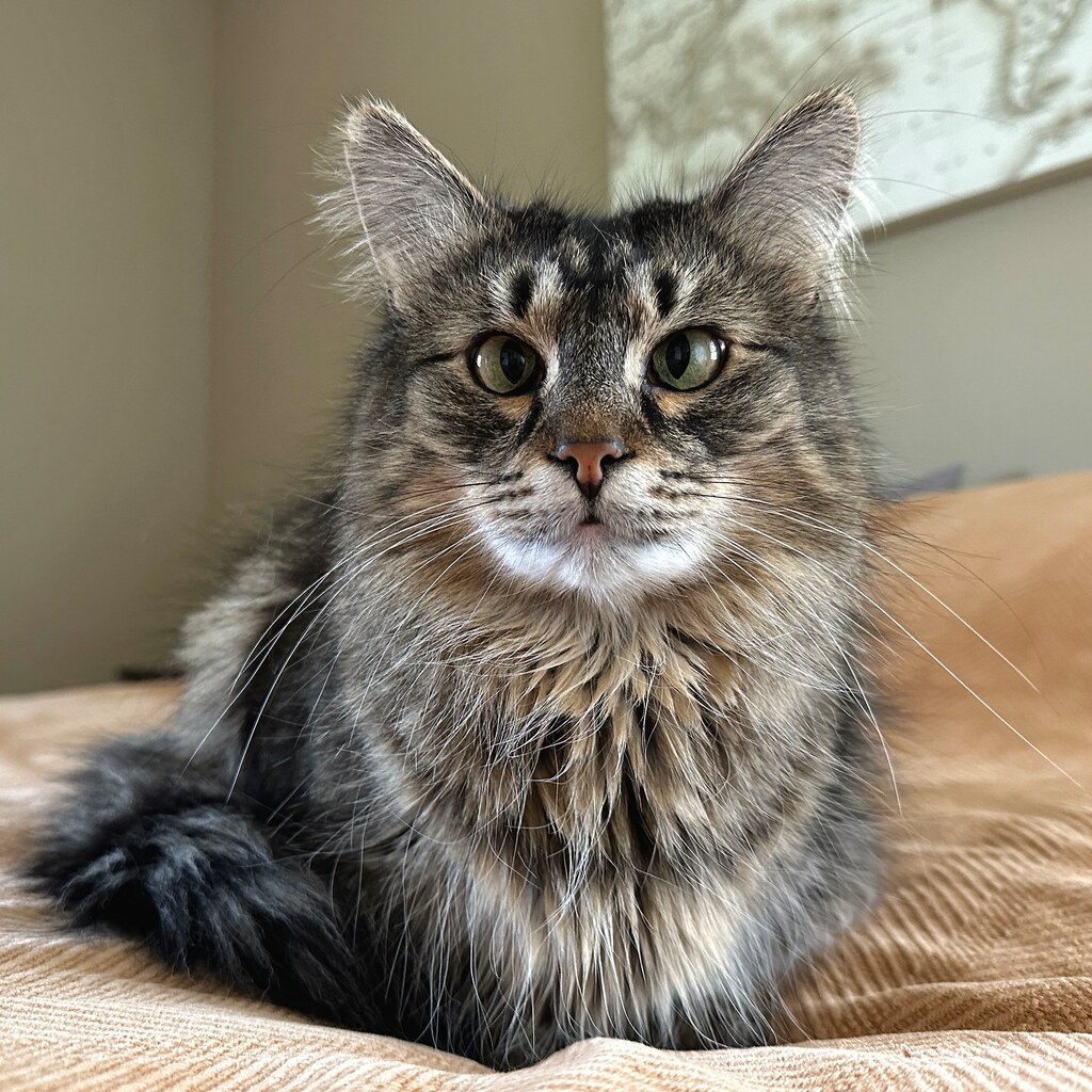 Photo of a cross-eyed cat