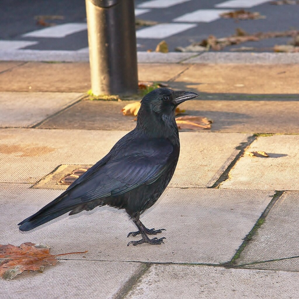 Photo of a crow
