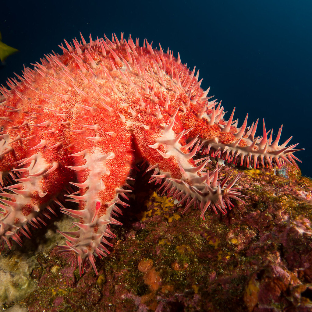Photo of a crown of thorns starfish