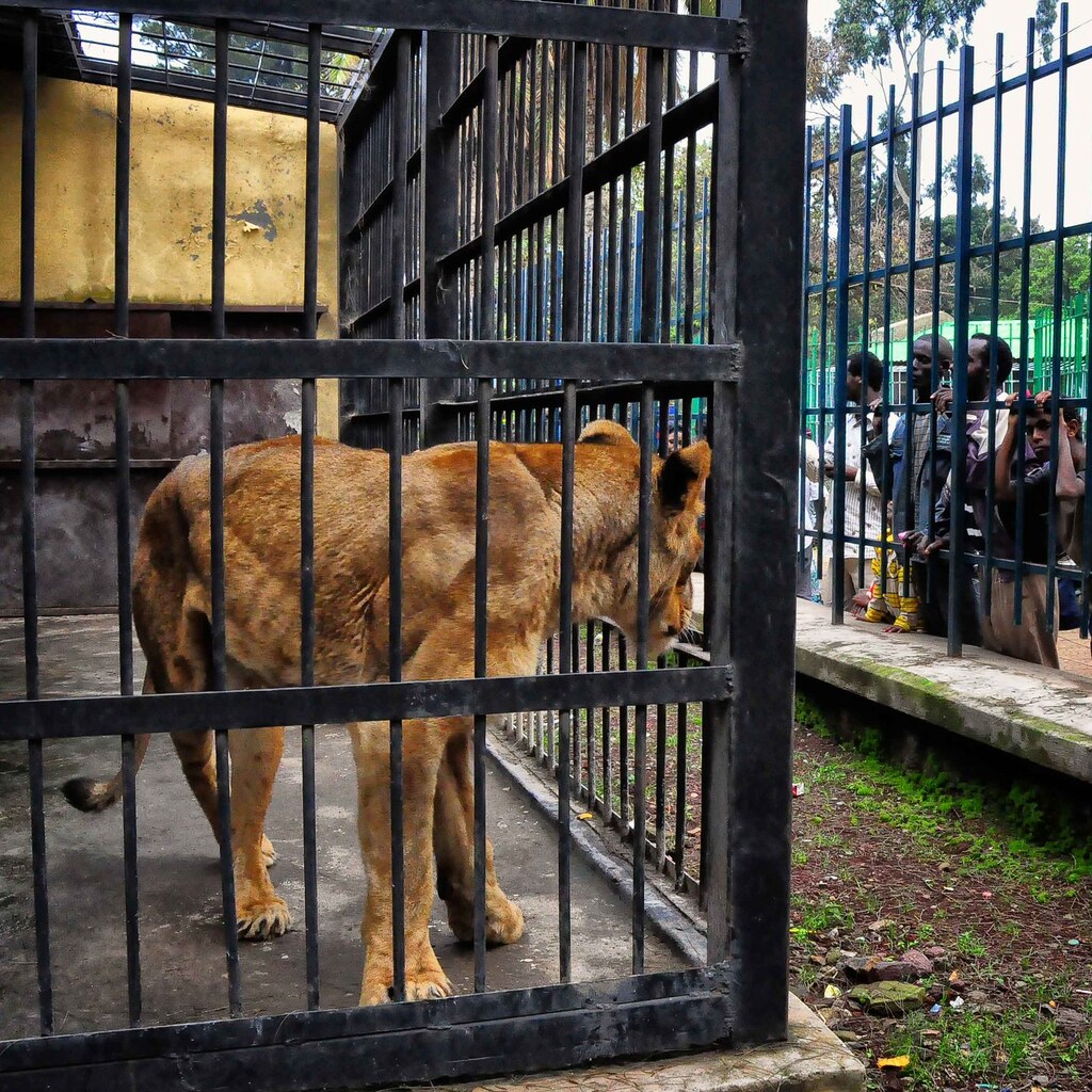 Photo of a lion in a zoo