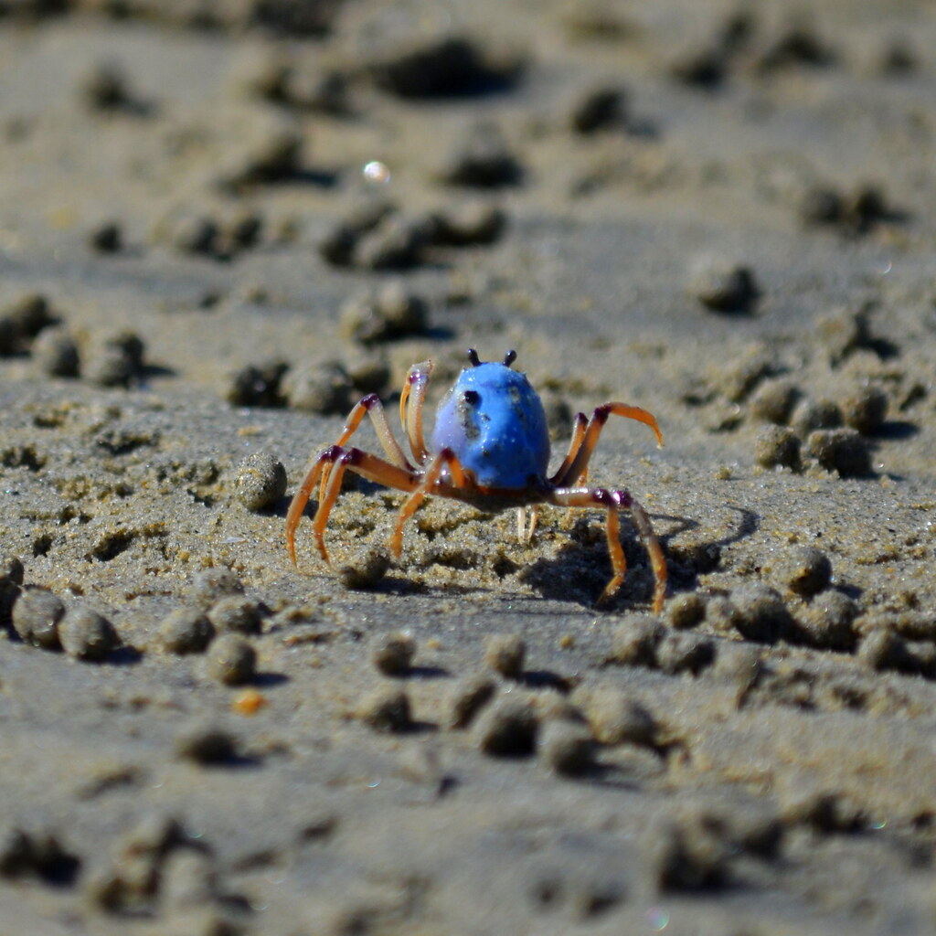Photo of a crustacean