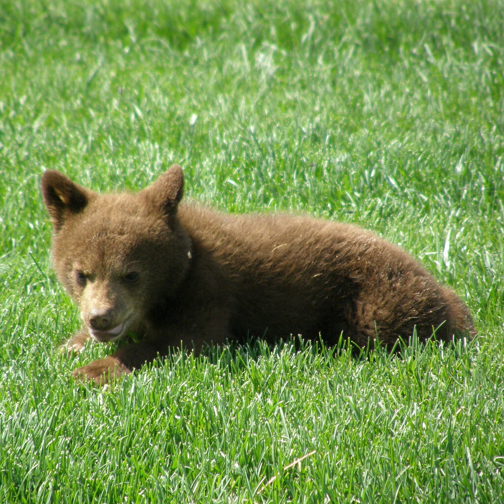 Photo of a bear cub