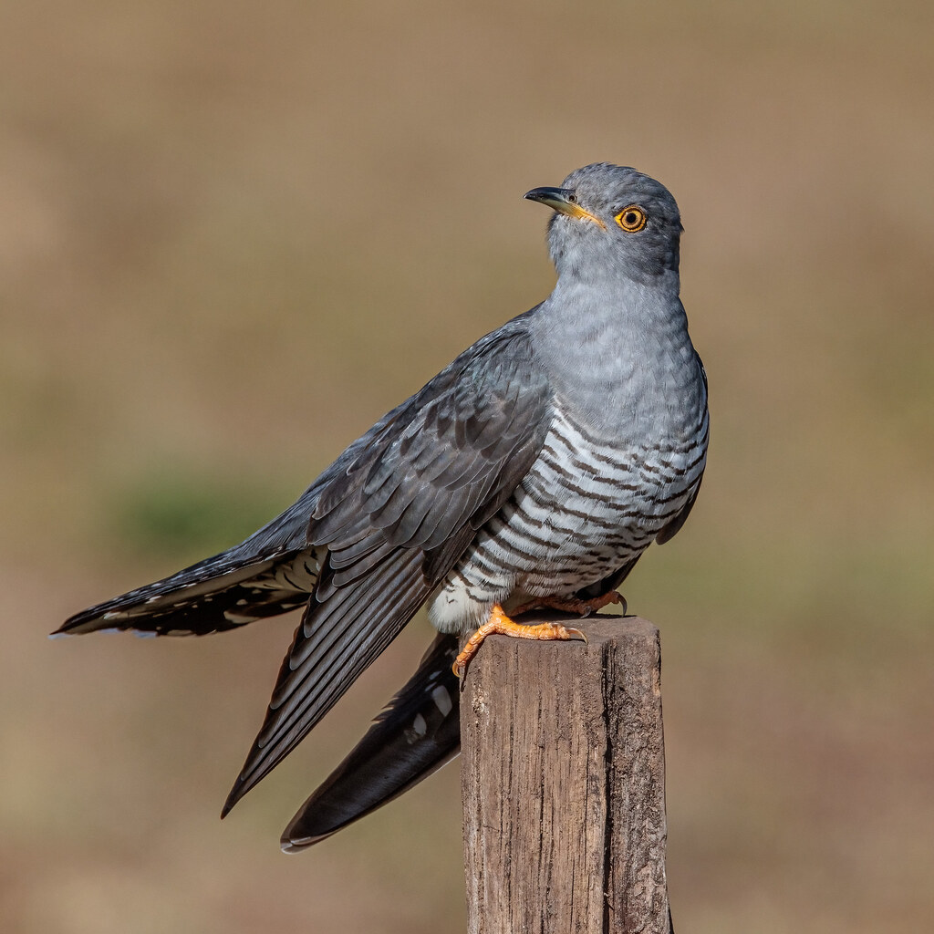 Photo of a cuckoo