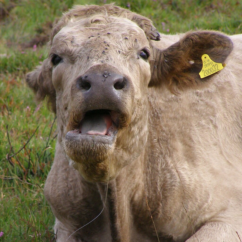 Photo of a cow chewing its cud.