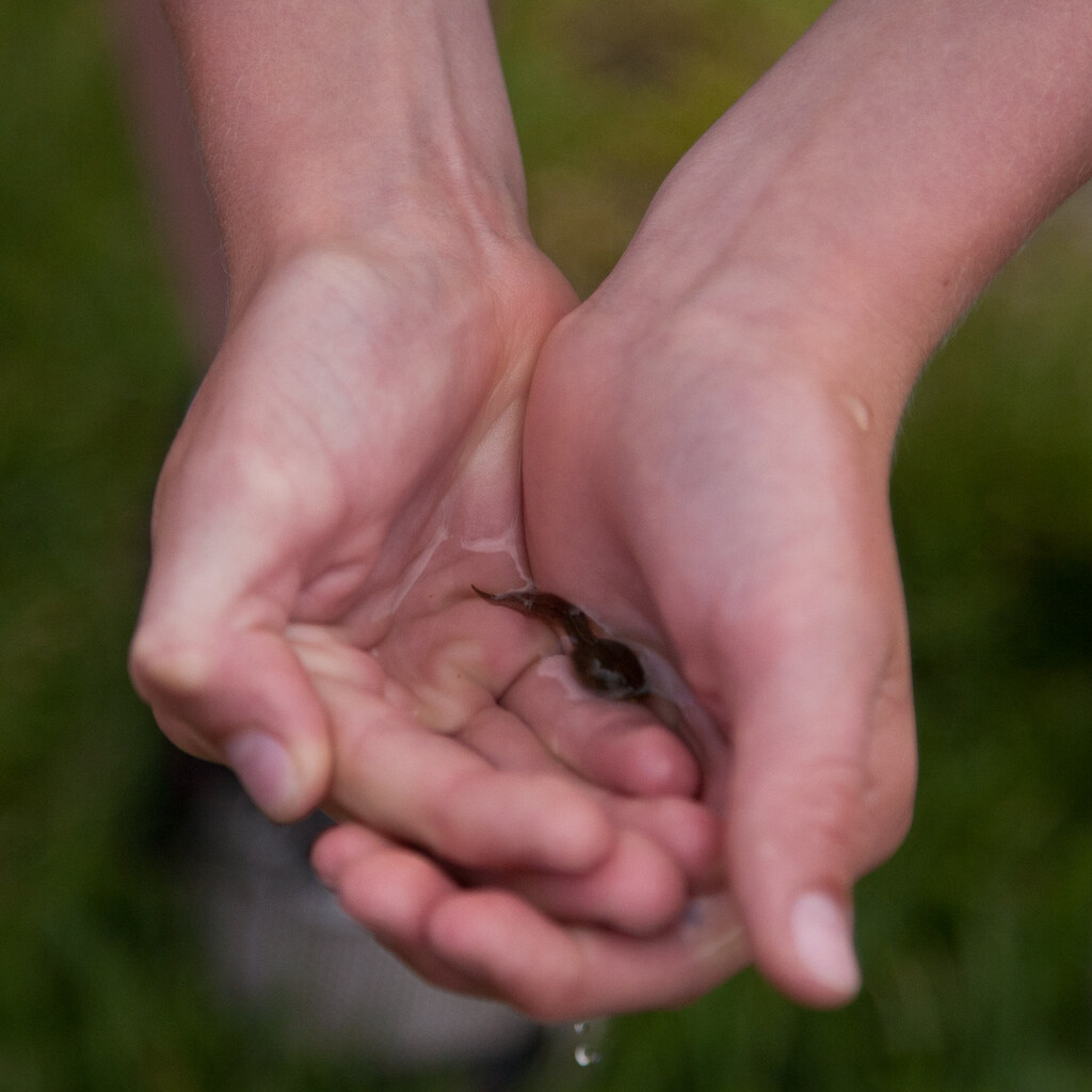 Photo of cupped hands