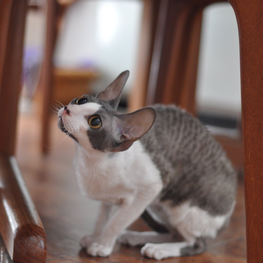 Photo of a curious cat