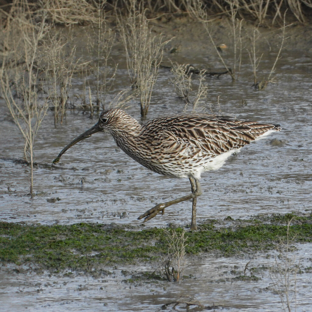 Photo of a curlew