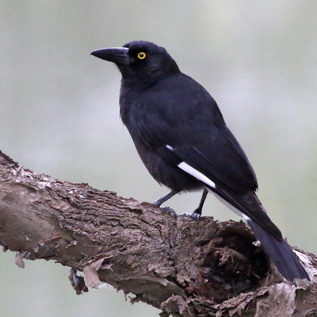 Photo of a currawong