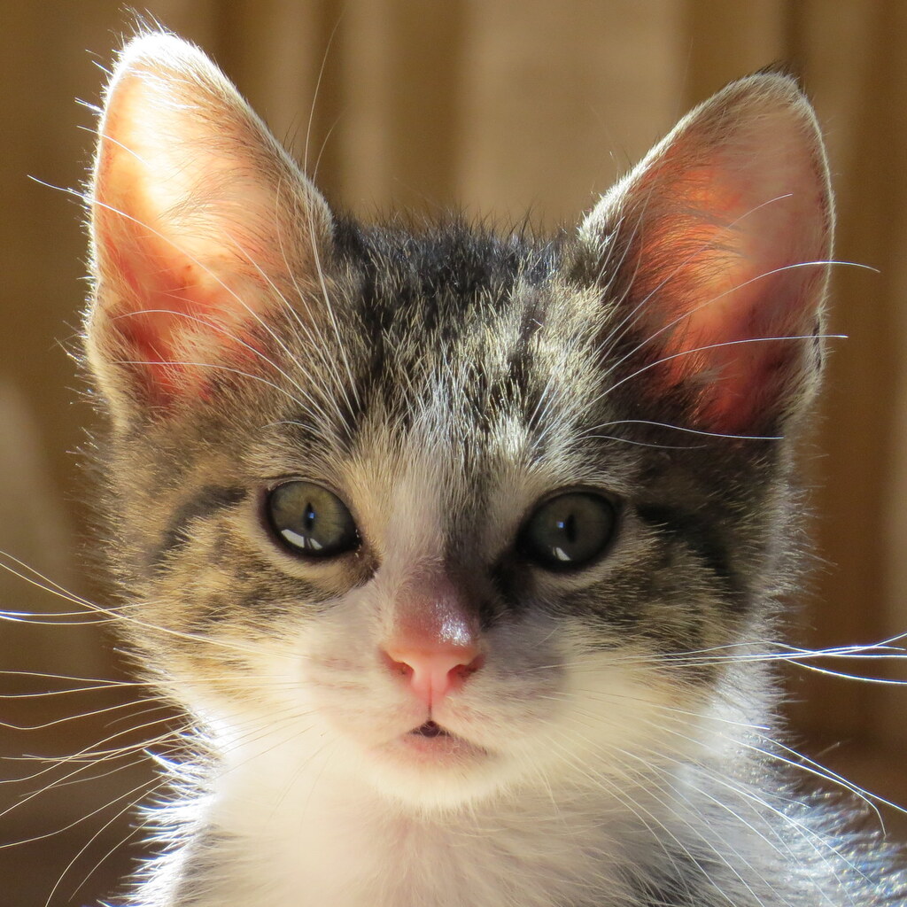 Photo of a cute kitten