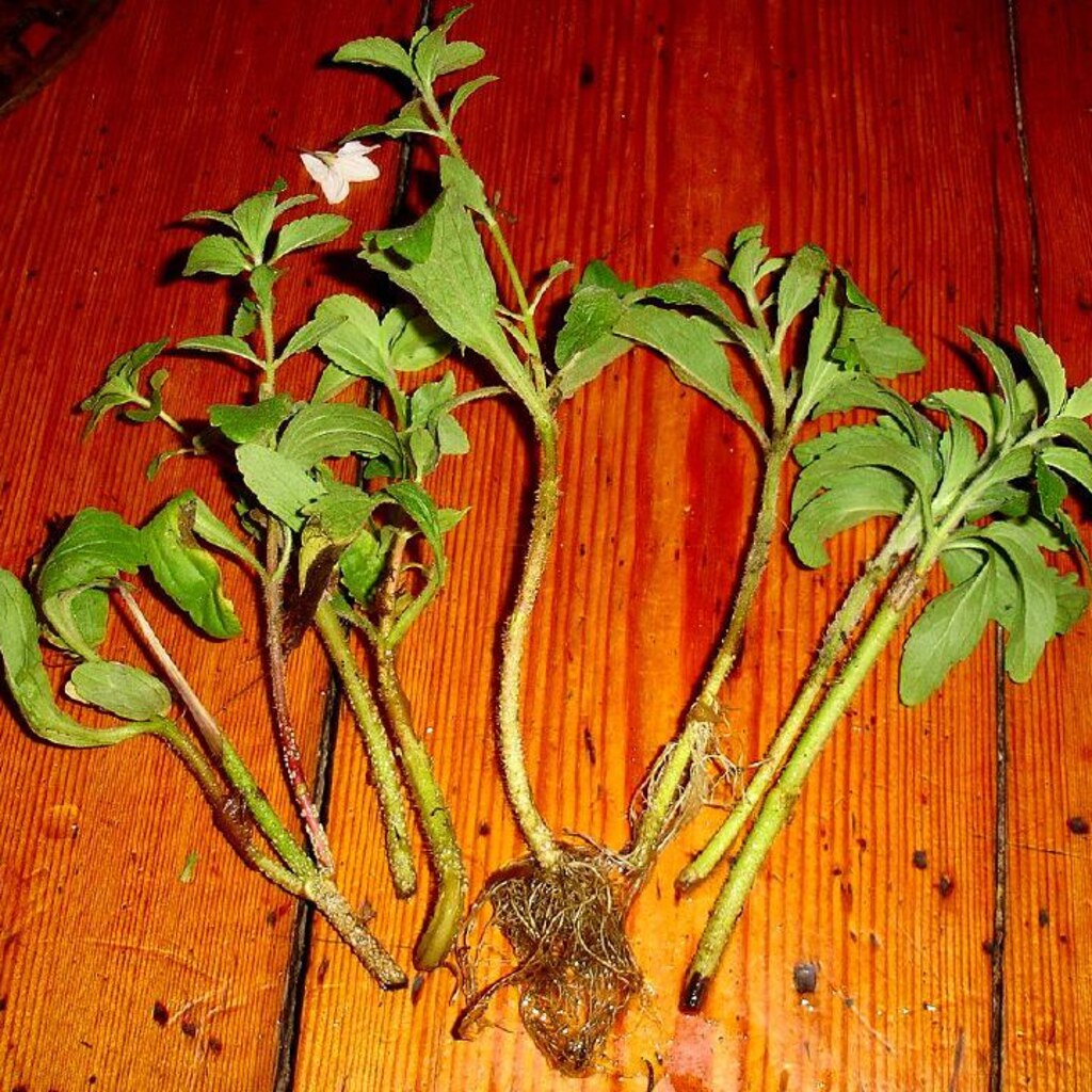 Photo of some plant cuttings