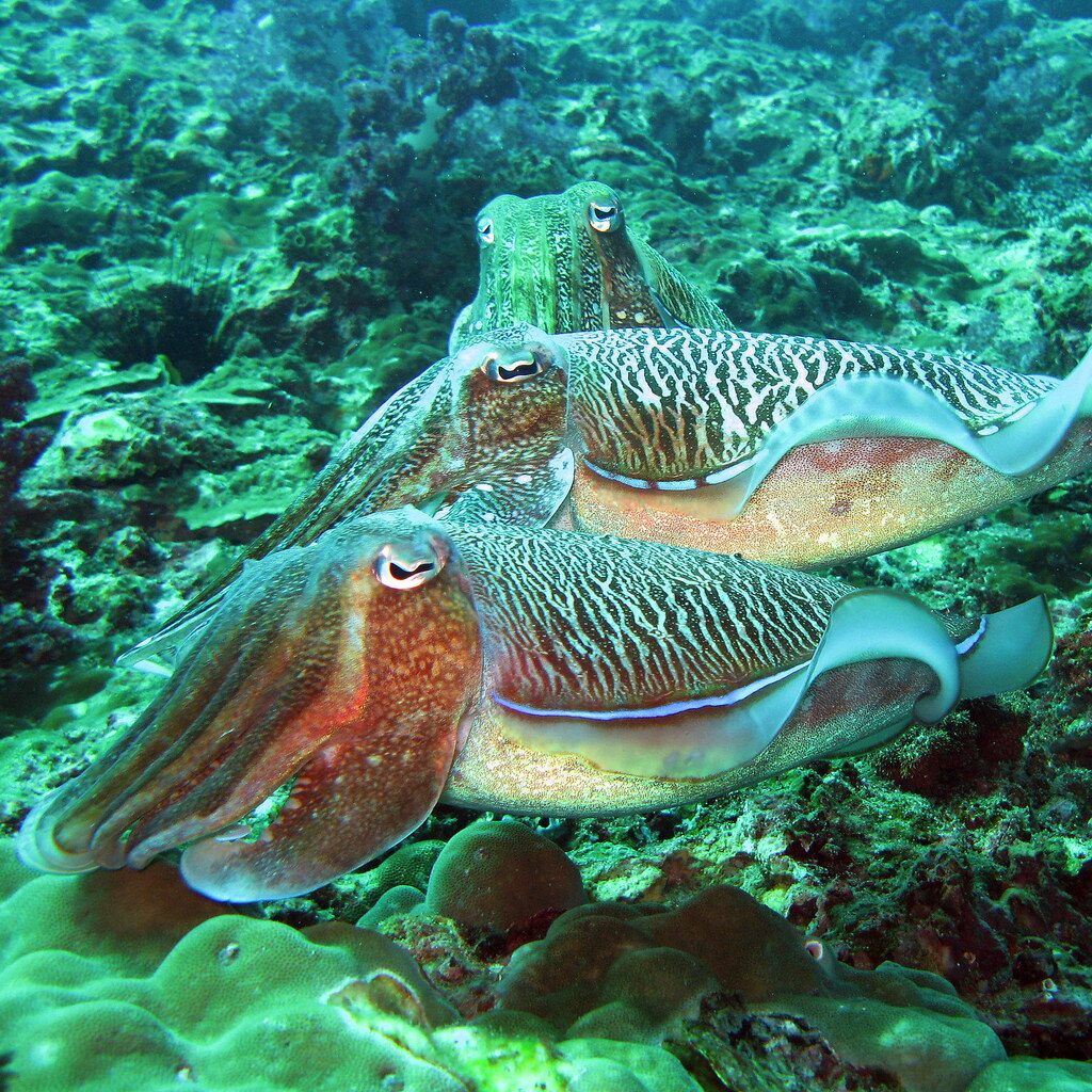 Photo of a cuttlefish