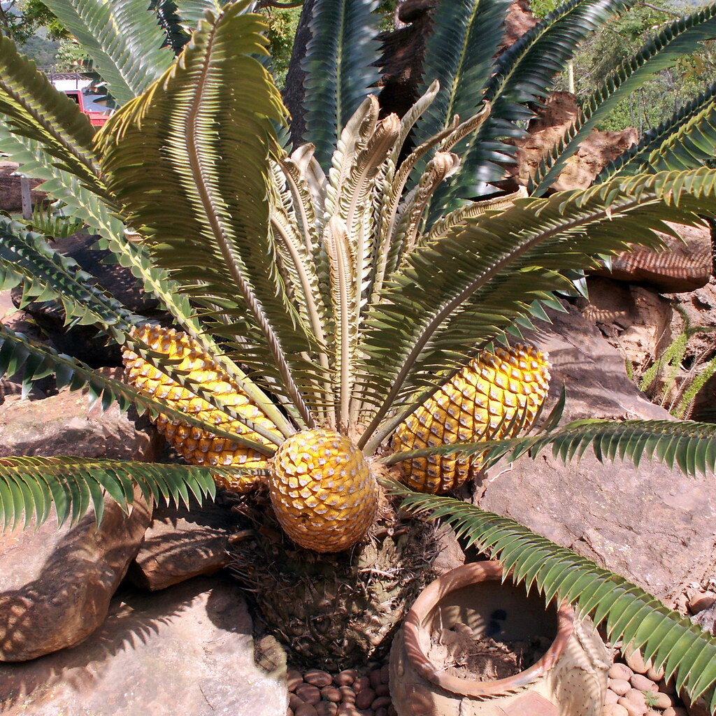 Photo of a cycad