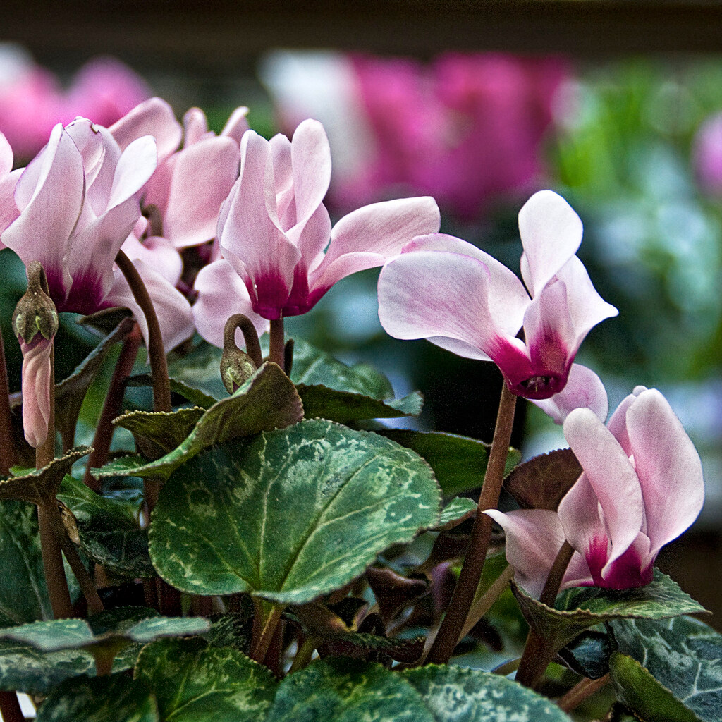 Photo of cyclamen