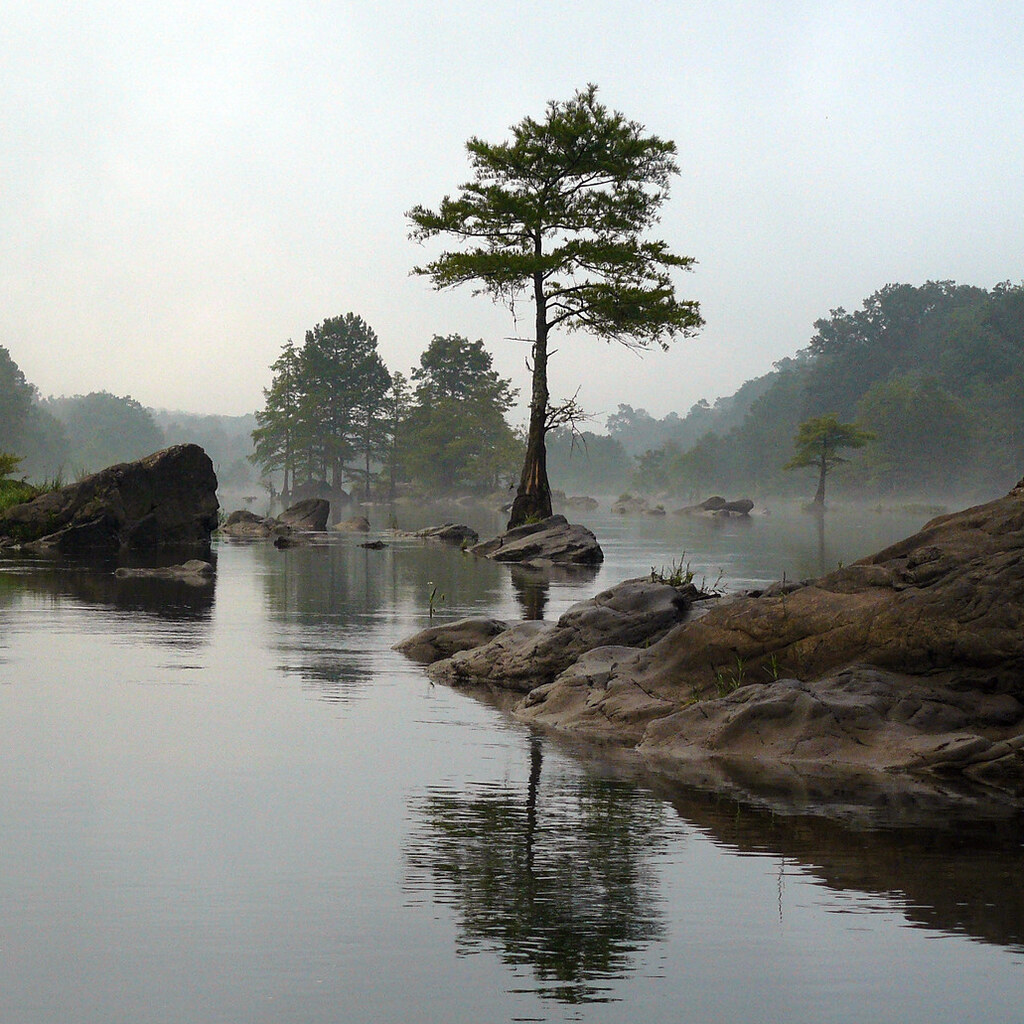 Photo of a cypress tree