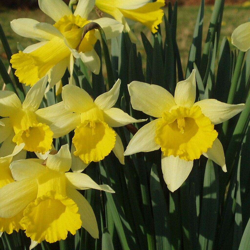 Photo of yellow daffodils.