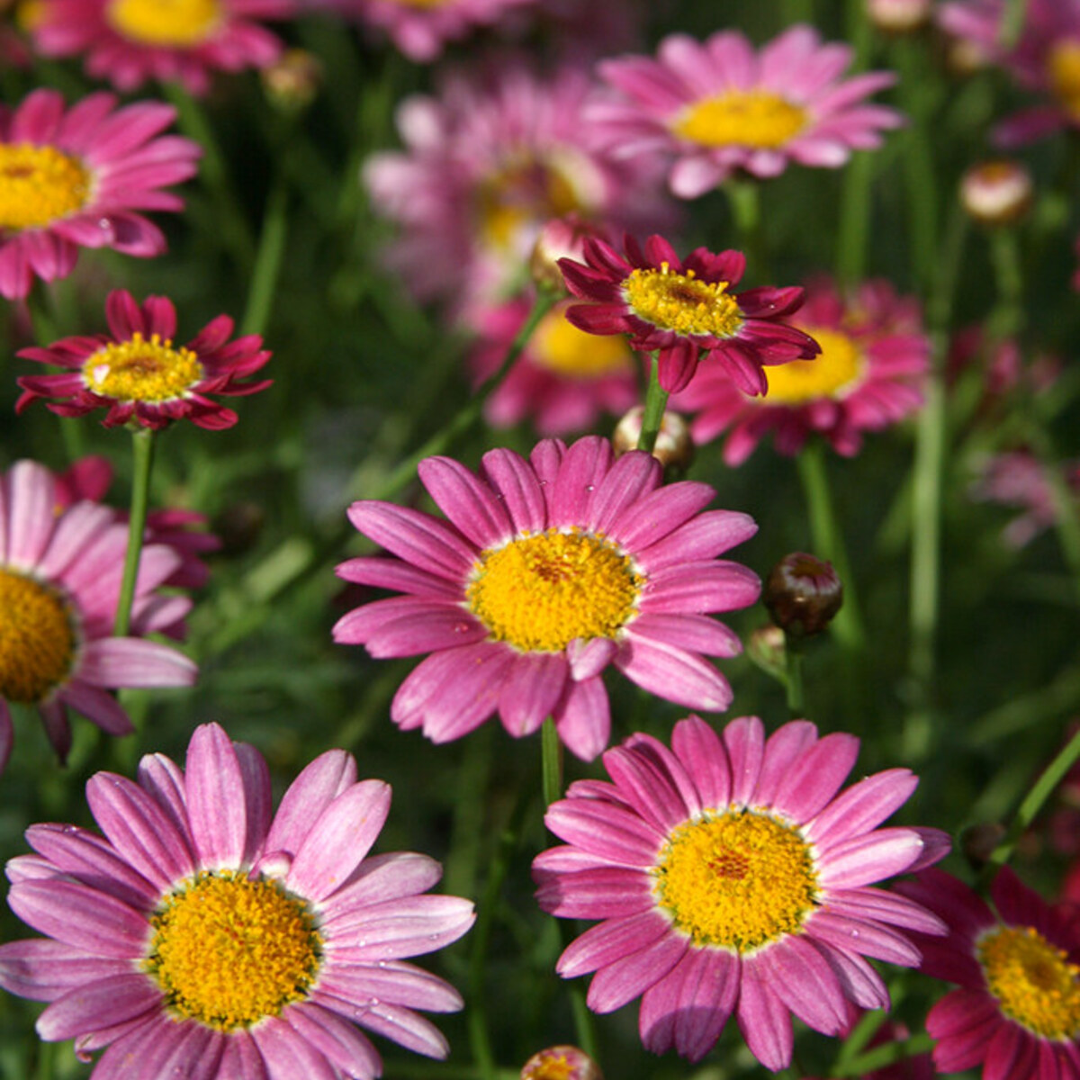 Photo of daisies