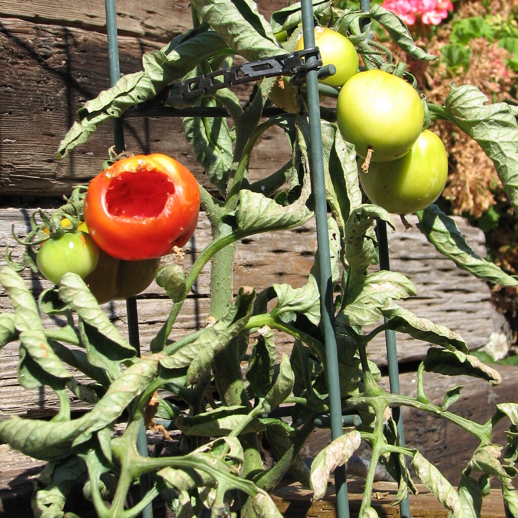 Photo of damaged tomatoes