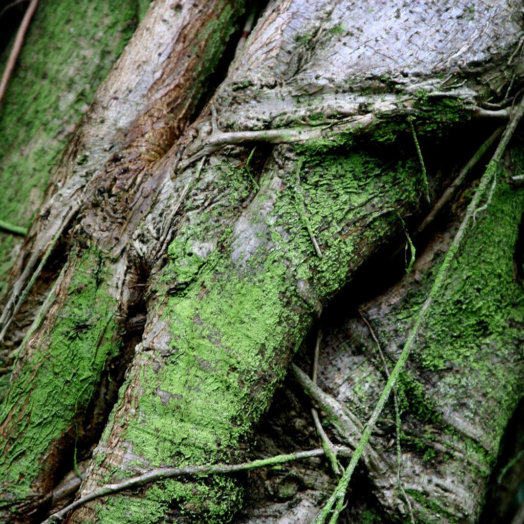 Photo of a damp tree