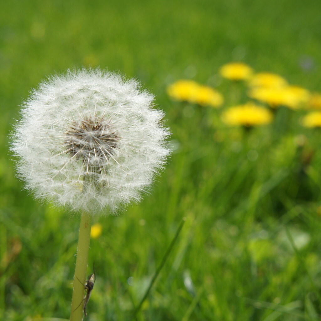 Photo of a dandelion