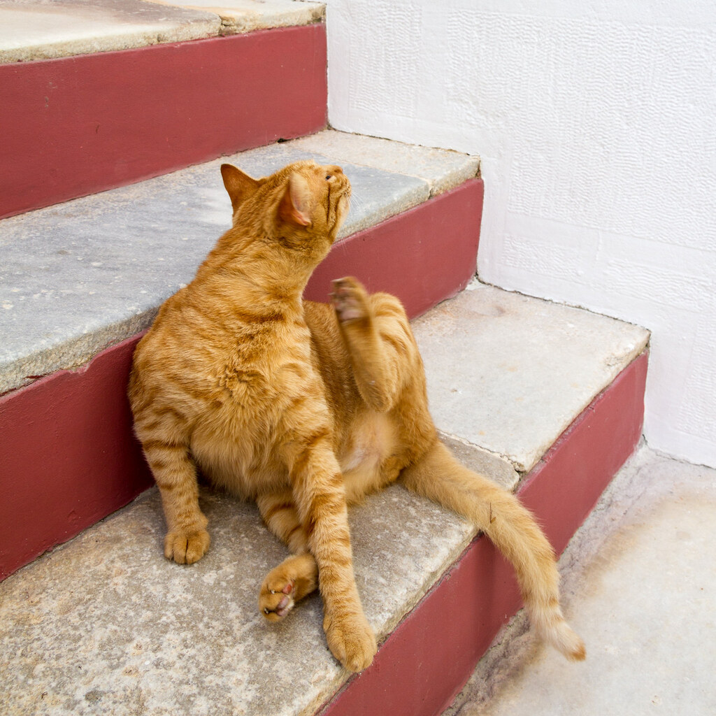 An itchy cat