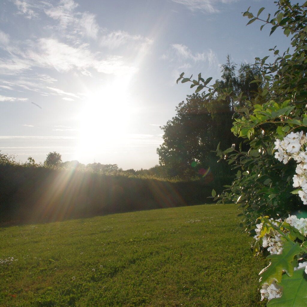 Photo of flowers in the sunshine