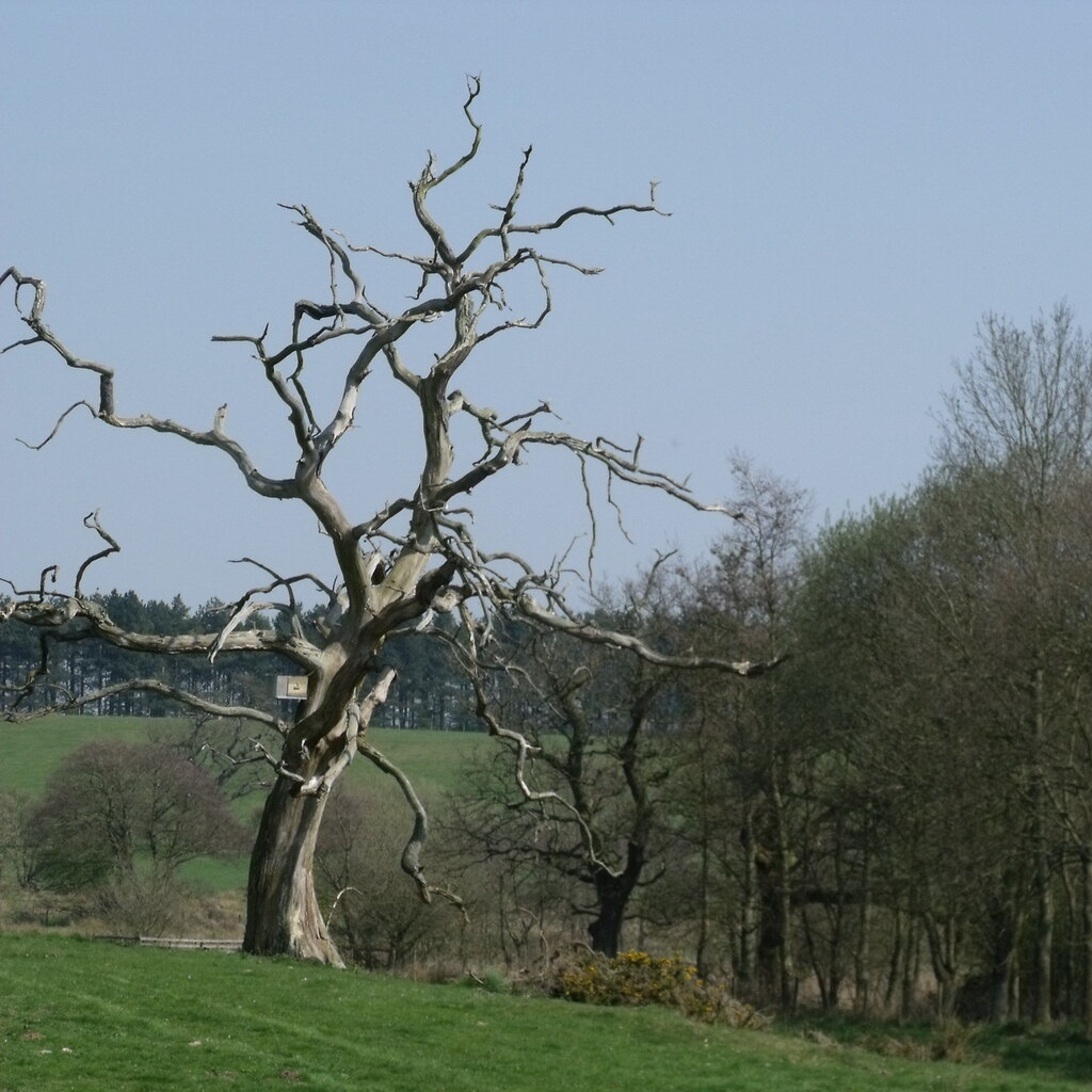 Photo of a dead tree